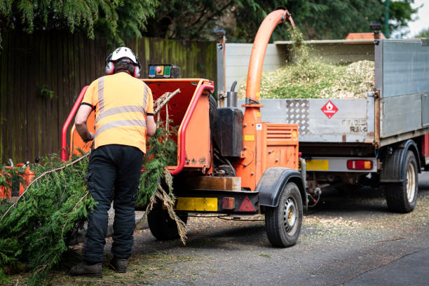 Best Tree Pruning Services  in Clendon, AR